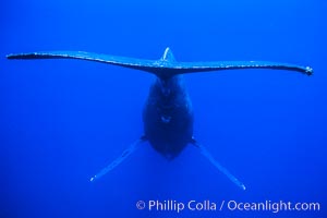 Adult male humpback whale singing, suspended motionless underwater.  Only male humpbacks have been observed singing.  All humpbacks in the North Pacific sing the same whale song each year, and the song changes slightly from one year to the next, Megaptera novaeangliae, Maui