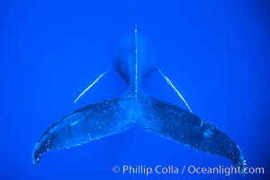 Adult male humpback whale singing, suspended motionless underwater.  Only male humpbacks have been observed singing.  All humpbacks in the North Pacific sing the same whale song each year, and the song changes slightly from one year to the next, Megaptera novaeangliae, Maui