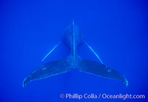 Adult male humpback whale singing, suspended motionless underwater.  Only male humpbacks have been observed singing.  All humpbacks in the North Pacific sing the same whale song each year, and the song changes slightly from one year to the next, Megaptera novaeangliae, Maui