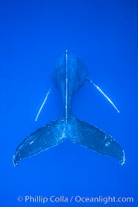 Adult male humpback whale singing, suspended motionless underwater.  Only male humpbacks have been observed singing.  All humpbacks in the North Pacific sing the same whale song each year, and the song changes slightly from one year to the next, Megaptera novaeangliae, Maui