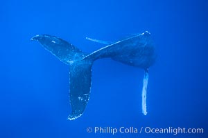 Adult male humpback whale singing, suspended motionless underwater.  Only male humpbacks have been observed singing.  All humpbacks in the North Pacific sing the same whale song each year, and the song changes slightly from one year to the next, Megaptera novaeangliae, Maui