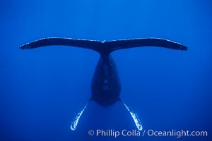 Adult male humpback whale singing, suspended motionless underwater.  Only male humpbacks have been observed singing.  All humpbacks in the North Pacific sing the same whale song each year, and the song changes slightly from one year to the next, Megaptera novaeangliae, Maui