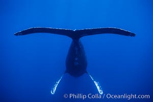 Adult male humpback whale singing, suspended motionless underwater.  Only male humpbacks have been observed singing.  All humpbacks in the North Pacific sing the same whale song each year, and the song changes slightly from one year to the next, Megaptera novaeangliae, Maui