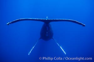 Adult male humpback whale singing, suspended motionless underwater.  Only male humpbacks have been observed singing.  All humpbacks in the North Pacific sing the same whale song each year, and the song changes slightly from one year to the next, Megaptera novaeangliae, Maui