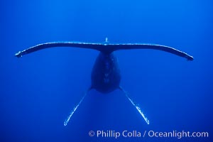 Adult male humpback whale singing, suspended motionless underwater.  Only male humpbacks have been observed singing.  All humpbacks in the North Pacific sing the same whale song each year, and the song changes slightly from one year to the next, Megaptera novaeangliae, Maui