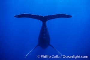 Adult male humpback whale singing, suspended motionless underwater.  Only male humpbacks have been observed singing.  All humpbacks in the North Pacific sing the same whale song each year, and the song changes slightly from one year to the next, Megaptera novaeangliae, Maui