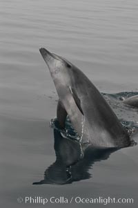 A curious Pacific bottlenose dolphin leaps from the ocean surface to look at the photographer.  Open ocean near San Diego, Tursiops truncatus