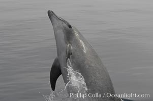 A curious Pacific bottlenose dolphin leaps from the ocean surface to look at the photographer.  Open ocean near San Diego, Tursiops truncatus