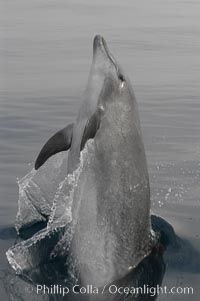 A curious Pacific bottlenose dolphin leaps from the ocean surface to look at the photographer.  Open ocean near San Diego, Tursiops truncatus