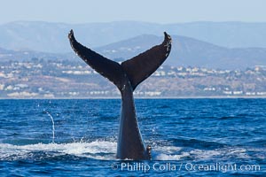A humpback whale raises it fluke out of the water, the coast of Del Mar and La Jolla is visible in the distance, Megaptera novaeangliae