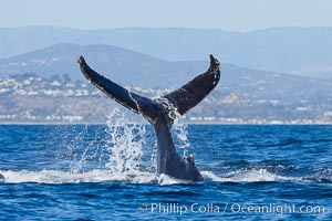 A humpback whale raises it fluke out of the water, the coast of Del Mar and La Jolla is visible in the distance.