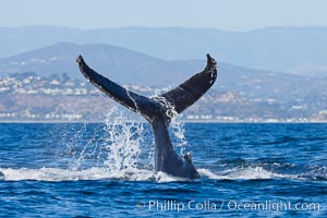 A humpback whale raises it fluke out of the water, the coast of Del Mar and La Jolla is visible in the distance, Megaptera novaeangliae