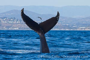 A humpback whale raises it fluke out of the water, the coast of Del Mar and La Jolla is visible in the distance, Megaptera novaeangliae