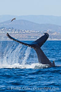 A humpback whale raises it fluke out of the water, the coast of Del Mar and La Jolla is visible in the distance, Megaptera novaeangliae