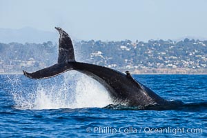 A humpback whale raises it fluke out of the water, the coast of Del Mar and La Jolla is visible in the distance, Megaptera novaeangliae