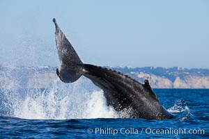 A humpback whale raises it fluke out of the water, the coast of Del Mar and La Jolla is visible in the distance, Megaptera novaeangliae