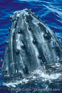 Humpback whale rostrum, dorsal aspect, showing tubercles, Megaptera novaeangliae, Maui