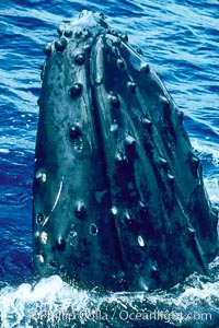 Humpback whale rostrum, dorsal aspect, showing tubercles, Megaptera novaeangliae, Maui