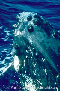 Humpback whale rostrum, ventral aspect showing chin and tubercles, Megaptera novaeangliae, Maui