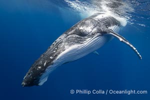 Solitary inquisitive humpback whale underwater near the island of Moorea, French Polynesia, Megaptera novaeangliae