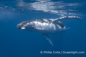 Solitary inquisitive humpback whale underwater near the island of Moorea, French Polynesia, Megaptera novaeangliae