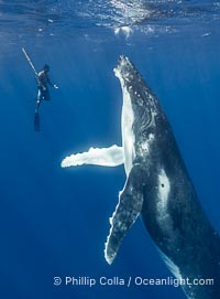 Solitary inquisitive humpback whale underwater near the island of Moorea, French Polynesia, Megaptera novaeangliae