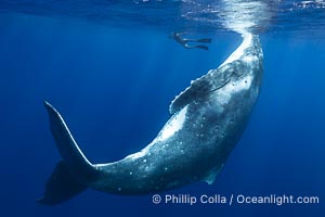 Solitary inquisitive humpback whale underwater near the island of Moorea, French Polynesia, Megaptera novaeangliae