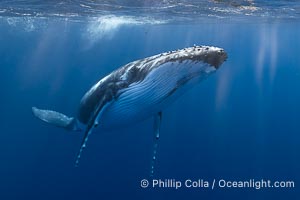Solitary inquisitive humpback whale underwater near the island of Moorea, French Polynesia, Megaptera novaeangliae