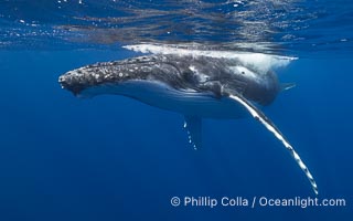 Solitary inquisitive humpback whale underwater near the island of Moorea, French Polynesia, Megaptera novaeangliae
