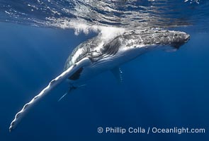 Solitary inquisitive humpback whale underwater near the island of Moorea, French Polynesia, Megaptera novaeangliae