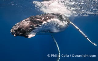 Solitary inquisitive humpback whale underwater near the island of Moorea, French Polynesia, Megaptera novaeangliae