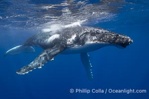 Solitary inquisitive humpback whale underwater near the island of Moorea, French Polynesia, Megaptera novaeangliae