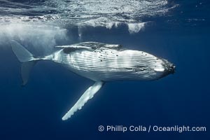 Solitary inquisitive humpback whale underwater near the island of Moorea, French Polynesia, Megaptera novaeangliae
