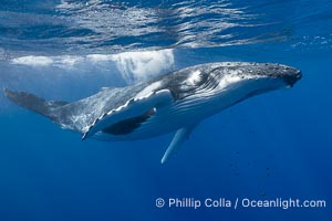 Solitary inquisitive humpback whale underwater near the island of Moorea, French Polynesia, Megaptera novaeangliae
