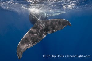 Solitary inquisitive humpback whale underwater near the island of Moorea, French Polynesia, Megaptera novaeangliae