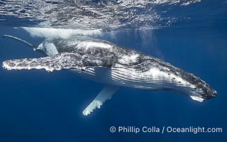 Solitary inquisitive humpback whale underwater near the island of Moorea, French Polynesia, Megaptera novaeangliae