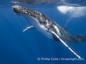 Solitary inquisitive humpback whale underwater near the island of Moorea, French Polynesia, Megaptera novaeangliae