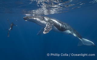 Solitary inquisitive humpback whale underwater near the island of Moorea, French Polynesia, Megaptera novaeangliae