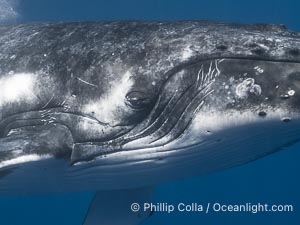 Solitary inquisitive humpback whale underwater near the island of Moorea, French Polynesia, Megaptera novaeangliae