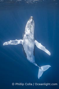 Solitary inquisitive humpback whale underwater near the island of Moorea, French Polynesia, Megaptera novaeangliae, Tahiti, France