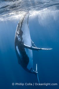 Solitary inquisitive humpback whale underwater near the island of Moorea, French Polynesia, Megaptera novaeangliae, Tahiti, France