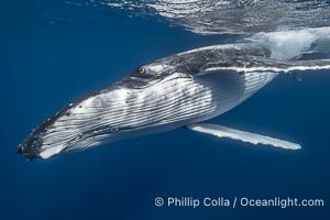 Solitary inquisitive humpback whale underwater near the island of Moorea, French Polynesia, Megaptera novaeangliae