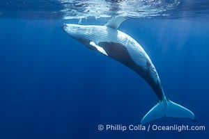 Solitary inquisitive humpback whale underwater near the island of Moorea, French Polynesia, Megaptera novaeangliae