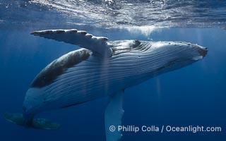 Solitary inquisitive humpback whale underwater near the island of Moorea, French Polynesia, Megaptera novaeangliae, Tahiti, France
