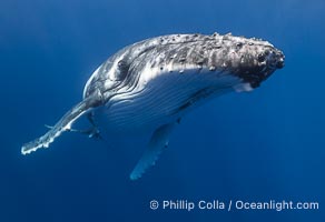 Solitary inquisitive humpback whale underwater near the island of Moorea, French Polynesia, Megaptera novaeangliae
