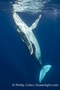 Solitary inquisitive humpback whale underwater near the island of Moorea, French Polynesia, Megaptera novaeangliae