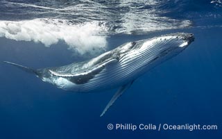 Solitary inquisitive humpback whale underwater near the island of Moorea, French Polynesia, Megaptera novaeangliae