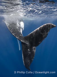 Solitary inquisitive humpback whale underwater near the island of Moorea, French Polynesia, Megaptera novaeangliae