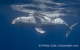 Solitary inquisitive humpback whale underwater near the island of Moorea, French Polynesia, Megaptera novaeangliae, Tahiti, France