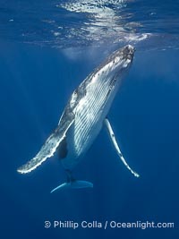Solitary inquisitive humpback whale underwater near the island of Moorea, French Polynesia, Megaptera novaeangliae